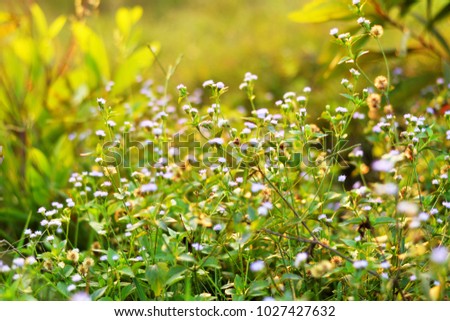 Grass flowers with soft light and green leaf with blurred background