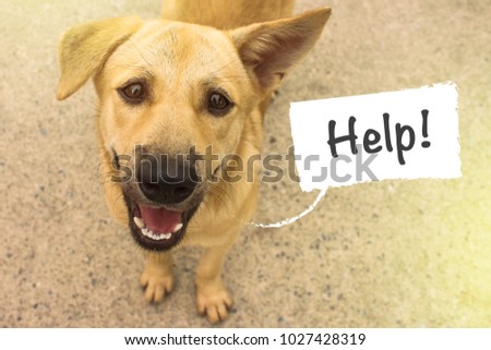 homeless dog with thoughts of food, meat. Copy space