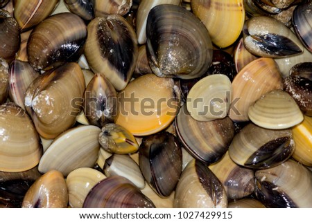 Group of Enamel venus shell background.