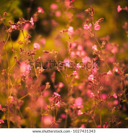 Macro photography of flowers. Wonderful texture

