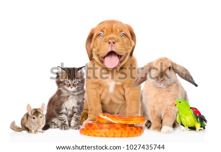 large group of pets along. Isolated on white background
