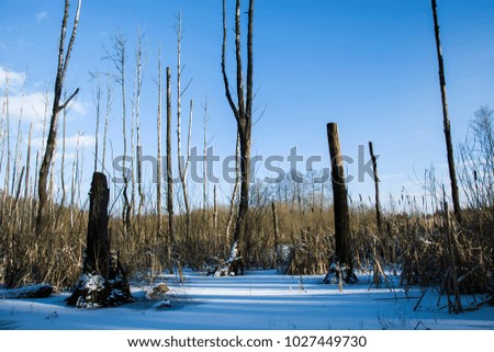 Dead trees in the winter