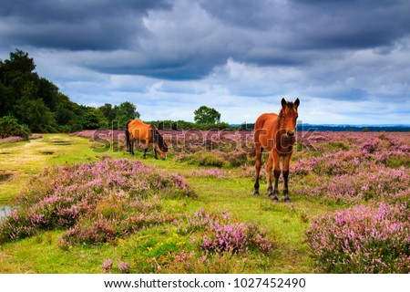 A walk around the new forest in Hamsphire south east England on a cloudy August day Royalty-Free Stock Photo #1027452490