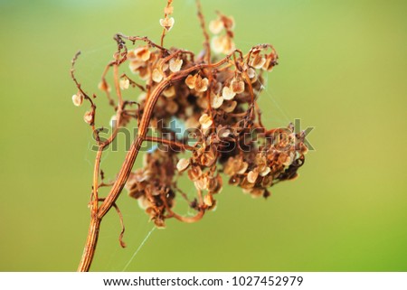Autumnal dry plants and beautiful blurred nature background