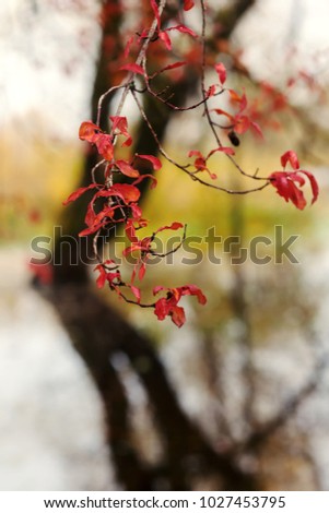 Red leaves of autumn trees above the water