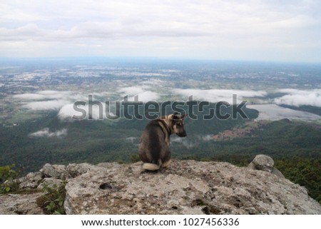 A dog in the mountain sitting on the rocks at the national park.