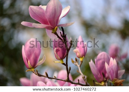 Beautiful Blooming Magnolia Tree in Spring Time