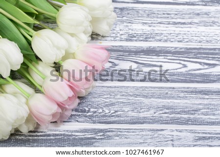 Pink and White Very Tender Tulips on White, Gray Wooden Background. Copyspace