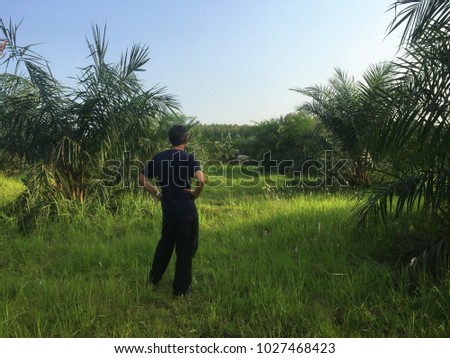 A picture from behind of an Asian man wearing short black hair and black clothes standing in a palm tree farm on a sunny day with both hands on his hips and looking ahead at a cow standing very far.
