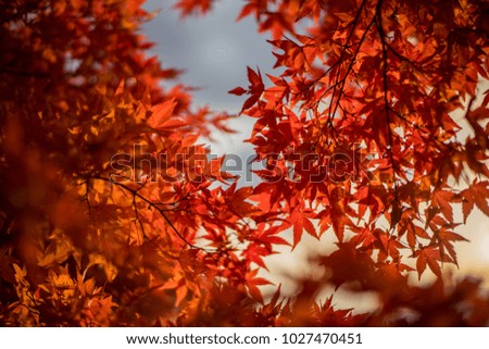 Autumn leaves , Leaf Maple Autumn Season Leaves Background. Colorful autumn forest.