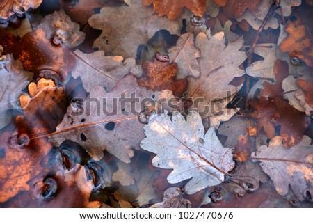 Leaves fallen and covered with water. Autumn texture.