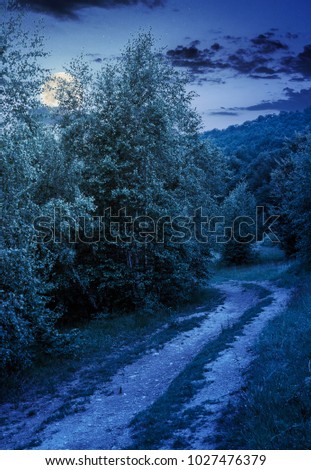 forest road among tall trees with green foliage. beautiful nature scenery in springtime