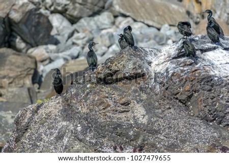 Common shag colony in runde island, Norway