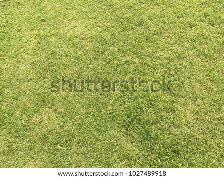 Green grass floor background for texture abstract