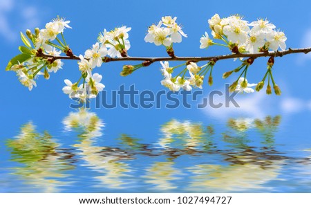 branch of an apple tree with flowers over a water background abstract