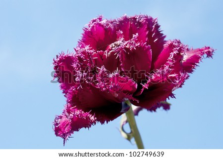 Spring red tulips over blue sky background