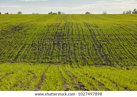 Agricultural field with germination young sprouts of plants, on a moist land with dark soil, vibrant colors at morning. Arable land in the spring, ready for the sowing season. Close-up of green grass
