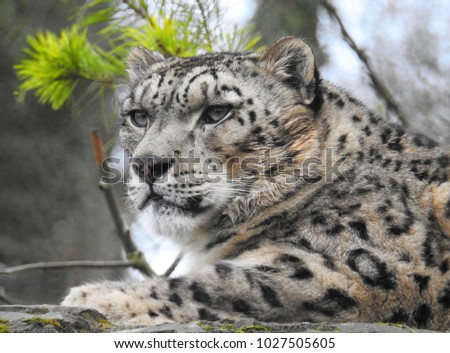  Snow Leopard Close Up         