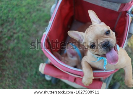 One french bulldog puppies in pink pet stroller at a park.