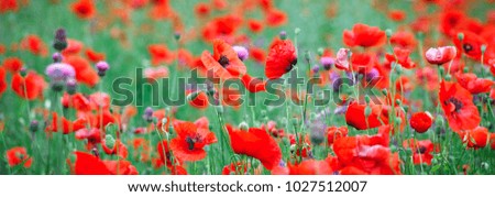 Web banner field of poppy flowers, spring summer nature background concept. Inspirational and relaxing flowers nature background. Soft focus, bokeh background.