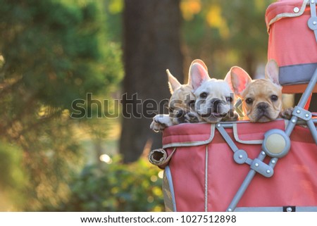 Three french bulldog puppies in pink pet stroller at a park.