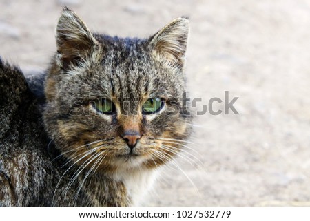Close up image of the cat with green eyes against a gray background and soft focus effect.