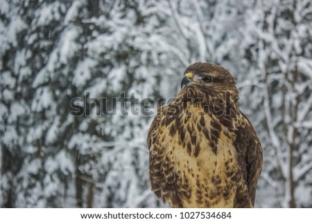 Eagle, predatory bird and his portrait close to camera in Carpathians Mountain in Ukraine on winter nature background