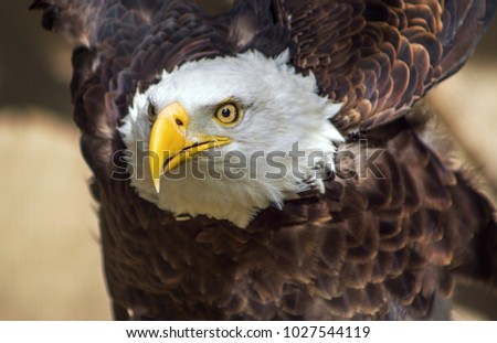Eagle Close up