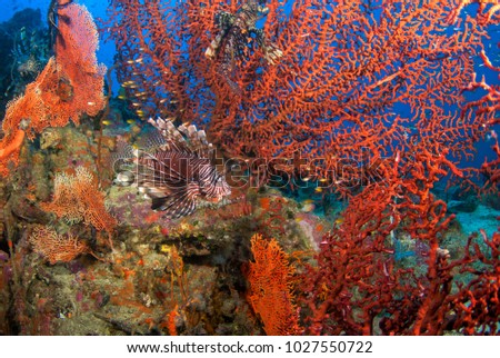 Lion Fish with hard coral in North Andaman , Southern of Thailand
