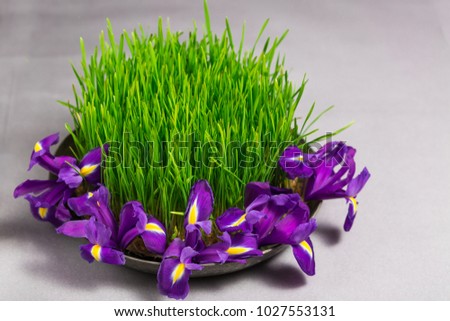 Spring wheat grass sprouts semeni for Novruz holiday spring equinox celebration in Azerbaijan, eastern new year. Nowruz persian iranian symbol concept, copy space horizontal view