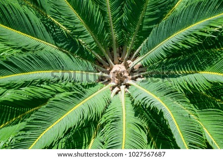 Palm tree top in the sunny day in the garden. Symmetric circle of the palm branches.  Royalty-Free Stock Photo #1027567687