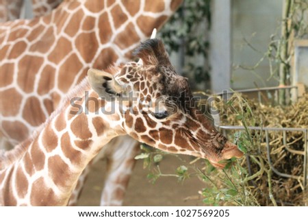Giraffe at the Zoo