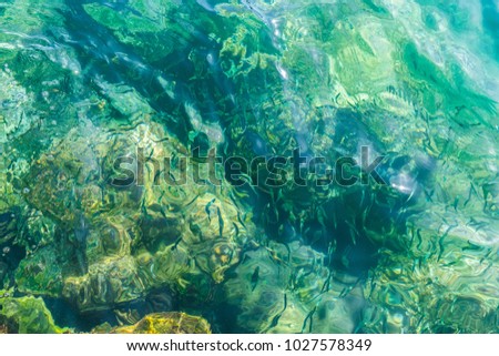 A flock of fish distorted in the waves of the sea water. Green color sea bottom with rocks and stones.  Royalty-Free Stock Photo #1027578349