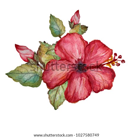 Decorative watercolor hibiscus flowers clipart, design element. Can be used for cards, invitations, banners, posters, print design. Exotic, tropical background Royalty-Free Stock Photo #1027580749