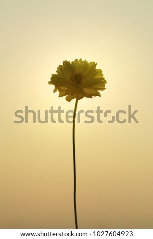 portrait of blooming yellow flower with sunset moment. yellow flower against sun background. silhouette flower with orange filtered process tone.