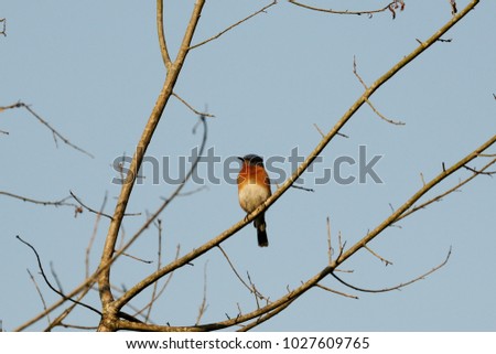 Bird on Tree Limb