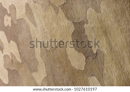 Platan tree bark texture detailed view of tree bark natural texture background