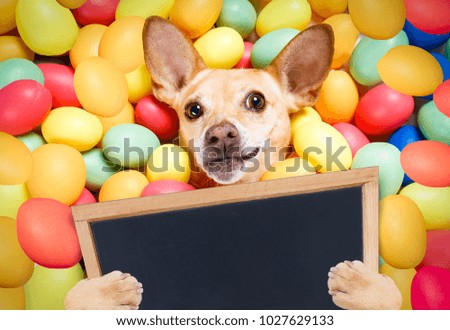 happy easter dog lying in bed full of funny colourful eggs ,holding a placard or blackboard,   for the holiday season