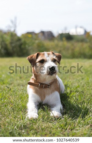 Puppy Jack Russell Terrier standing