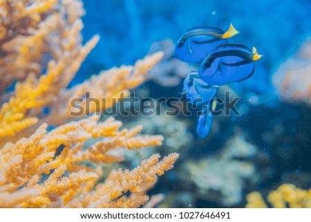 Sugreonfish coral fish among corals at the sea ocean bottom. Colorful underwater wallpaper background.