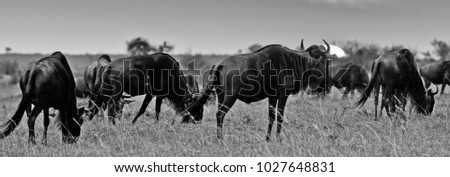 African sunset with Blue Wildebeests in Kenya, Africa
