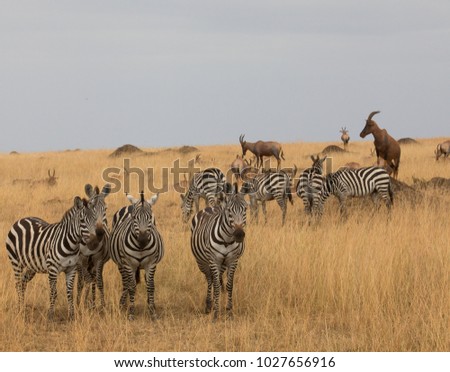 This is a picture a herd of antelope in Africa which call Topi or Korrigum and zebras. It's a good picture in the soft light.