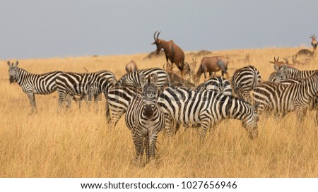 This is a picture a herd of antelope in Africa which call Topi or Korrigum and zebras. It's a good picture in the soft light.