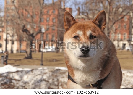 A shiba inu standing calmly in mid February in Boston Common.