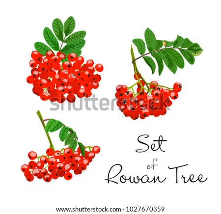 Vector illustration of rowan tree branches set. Red berries and green leaves on white background. Hand drawn.