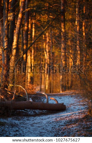 Image of trees, snow trail in woods