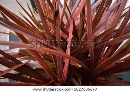 Red Green Tropical Plant Zoomed Cool Bright Picture City Colors