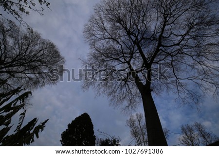 Outdoor view from bellow of trees silhouettes with a blue cloudy sky in background. Top of different trees species. Foliage, branches and trunks are visible. Picture taken in a french botanical garden