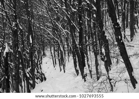      trail at the forest with snow                          