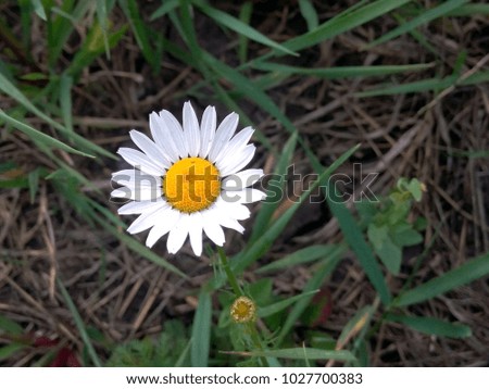 Chamomile flower close-up in summer day, Wild chamomile flower of summer and life